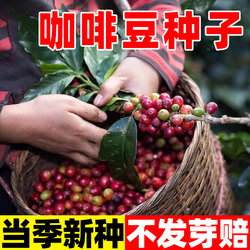 咖啡豆种子蓝山优质果树植