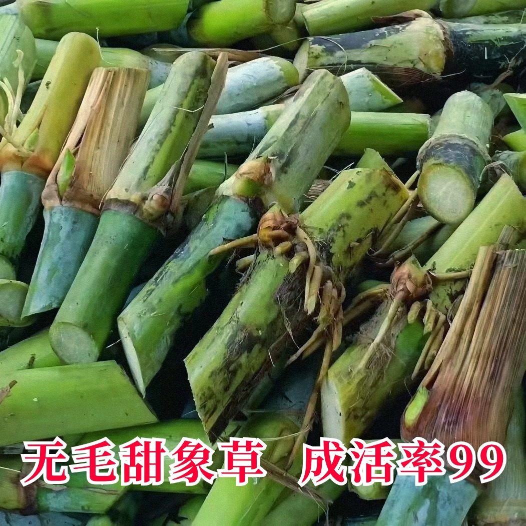 甜象草3号种节无毛高产耐