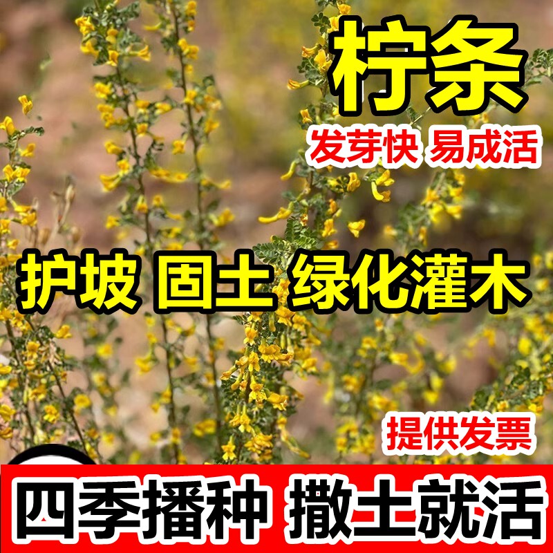 柠条种子四季护坡灌木草籽