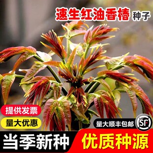 速生红油香椿种子红香春芽苗菜种籽四季香菜新鲜蔬菜生菜种孑大全