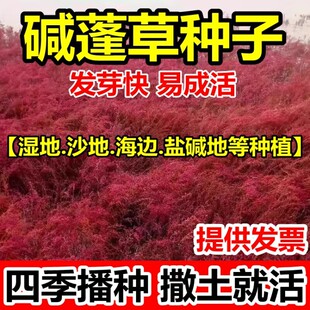 多年生碱蓬草种子耐盐碱植物碱蓬草种籽壤耐寒旱四季牧草披碱草籽