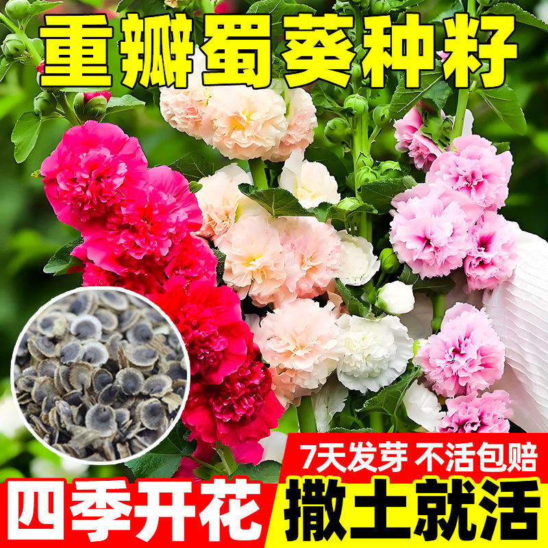 重瓣蜀葵花种子籽四季播室