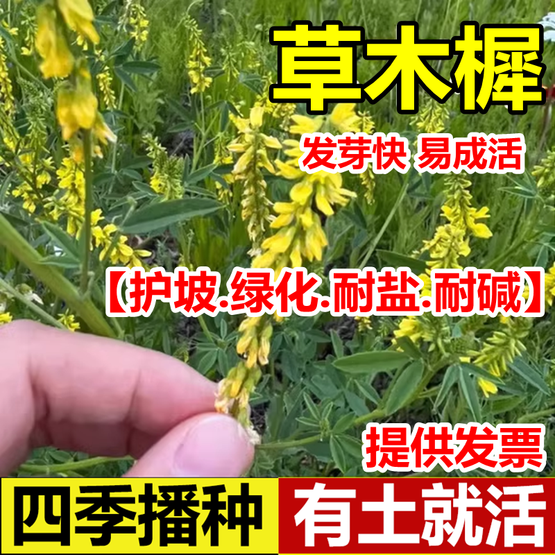 草木樨种子牧籽犀蜜源植物