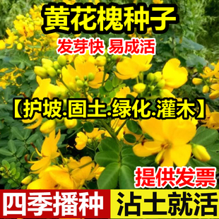 黄花槐种子金凤树豆槐黄槐种籽优良园林绿化树种双荚槐红花槐种子