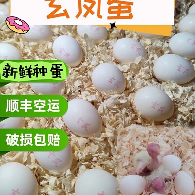 玄凤鹦鹉受精蛋种蛋牡丹虎皮鹦鹉可人工孵化当天新鲜鸟蛋受精率高