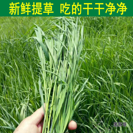 新鲜南提现割提摩西鲜草半斤 比提草干草好荷兰猪豚鼠兔子猫提草