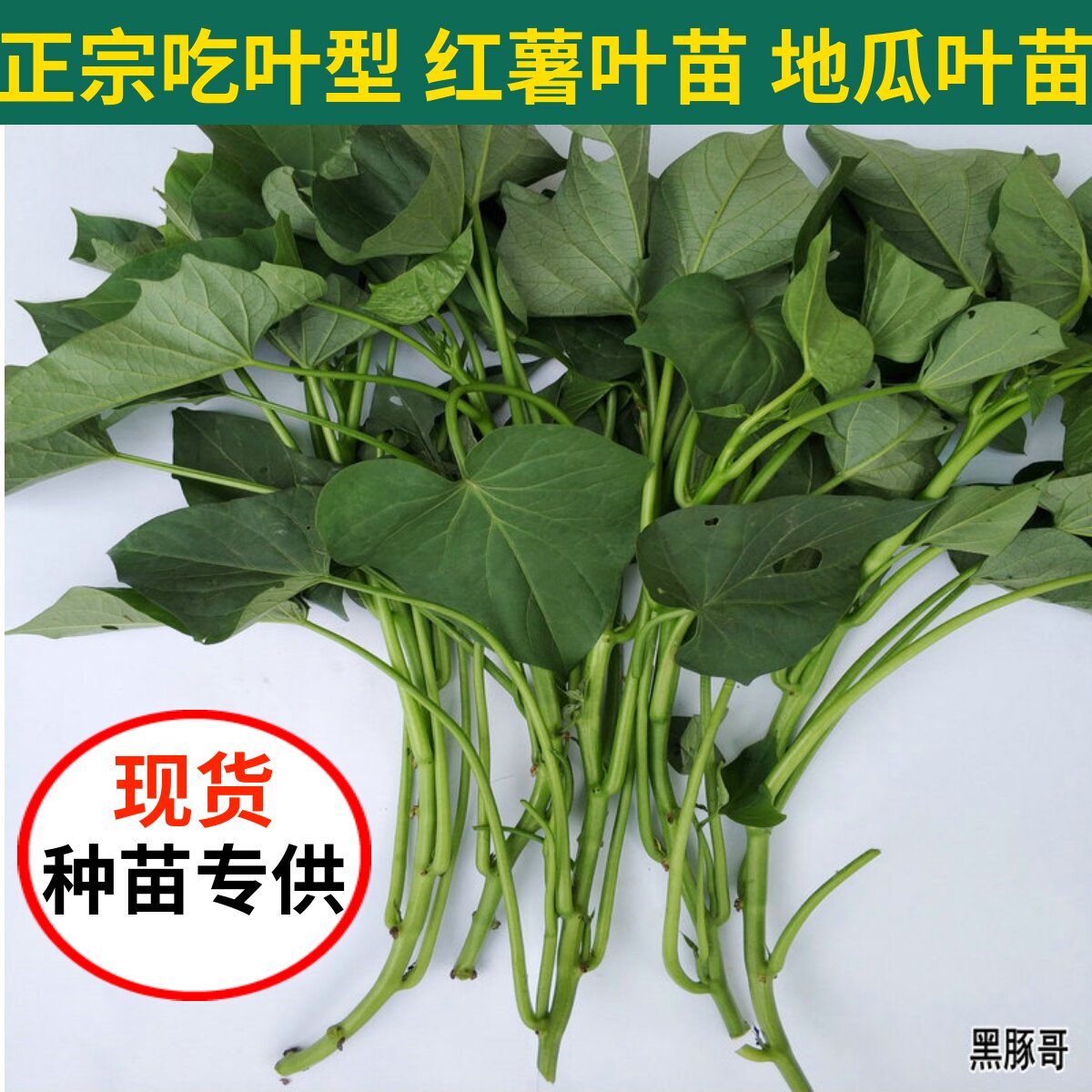 食用叶型红薯叶苗台湾地瓜叶福薯18号专吃叶子苕尖番薯种植蔬菜苗