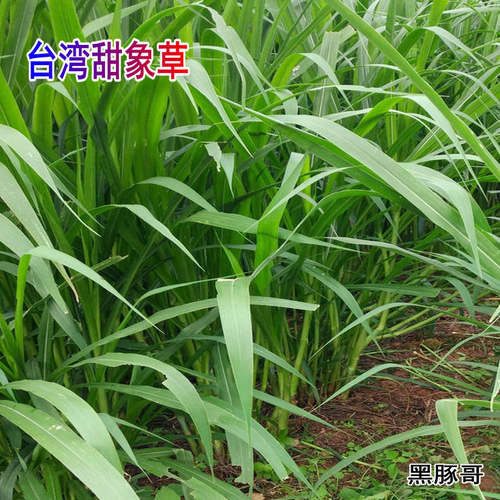 新鲜甜象草1斤 兔子鲜草荷兰猪水豚鼠宠物粮草新型皇竹草新鲜牧草 - 封面