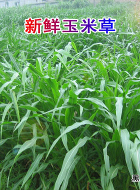 新鲜玉米草宠物美食营养天然牧草