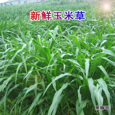 新鲜玉米草宠物美食营养天然牧草