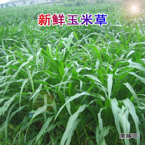 新鲜玉米草宠物美食营养天然牧草