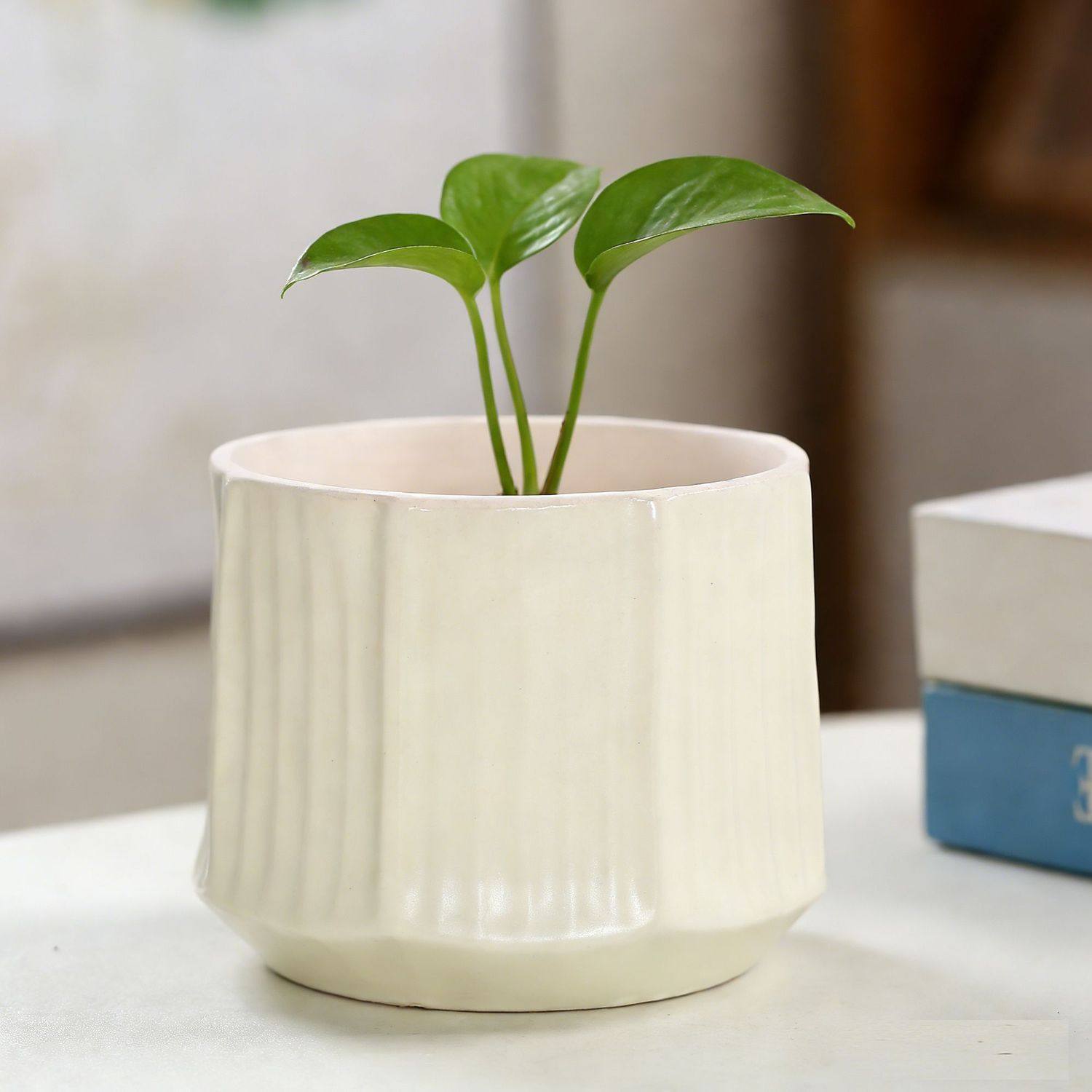 ins奶油风陶瓷花盆轻奢蝴蝶兰北欧简约家用梦香兰多肉绿植盆景盆,鲜花速递/花卉仿真/绿植园艺,花盆,淘宝优惠券,粉丝福利购,淘宝优惠卷