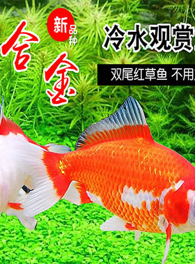 易活金鱼观赏鱼金鱼淡水