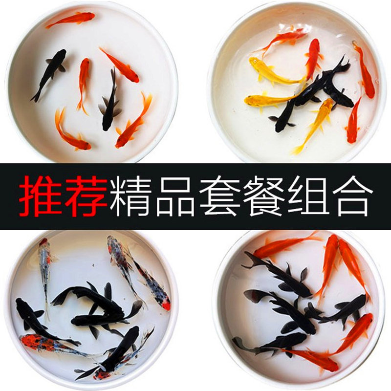 五花草金冷水鱼观赏鱼冷水鹦鹉鱼发财鱼红草金锦鲤鱼好养黑草金鱼