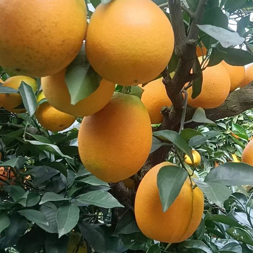 贵州特产榕江脐橙现摘现发新鲜橙子超薄皮多汁糖橙水果