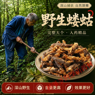 深山野生蝼蛄500g正品药用中药材整只大蝼蛄蝼蛄干土狗子蝼蛄粉