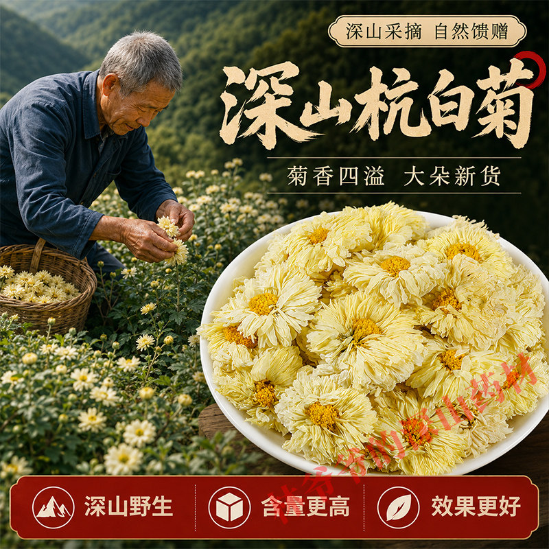 深山野生杭白菊500g中药材