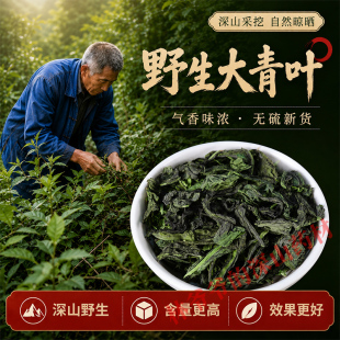 深山野生大青叶500g正品中药材新鲜干货板蓝根叶子大青叶粉中草药