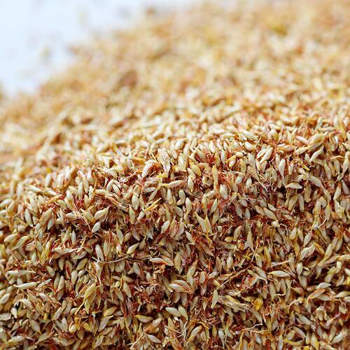 新鲜凉粉籽薜荔果凉粉籽山里现摘