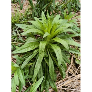 新鲜飞蓬草野外自然生长小飞蓬草葵花草现挖现发整颗发货