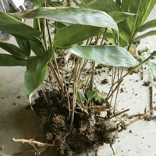 粽叶苗粽叶树苗粽叶现挖新鲜大号野生箬叶苗子粽子叶种苗粽叶盆栽