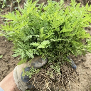 青蒿苗 野外现挖现发黄花蒿 艾蒿 苦蒿盆栽香蒿