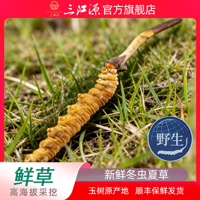 三江源新鲜冬虫夏草 野生鲜虫草10根2026年高海拔鲜虫草鲜草 保鲜