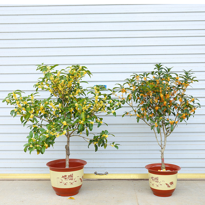 四季桂花树苗花卉盆栽浓香型观花桂花