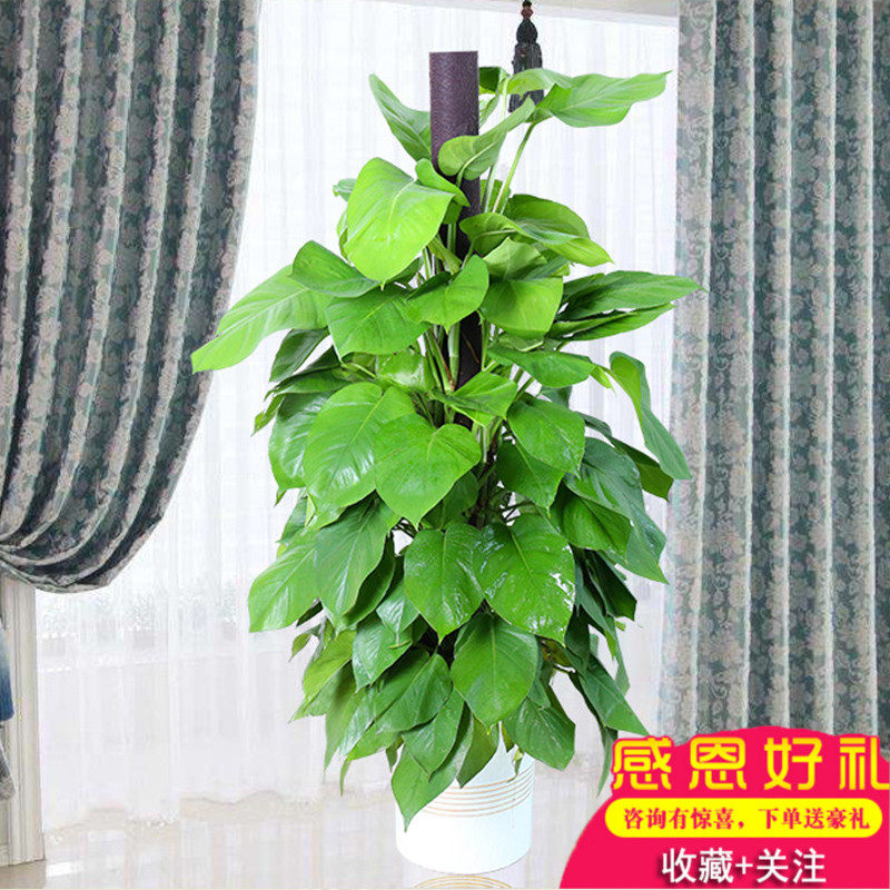 大叶绿萝柱盆栽四季常绿叶绿植家大型绿植/成品组合盆