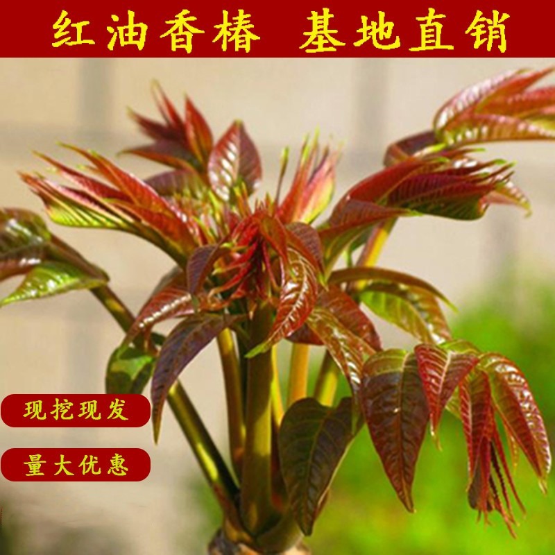 南方种植庭院盆栽地栽红油香椿
