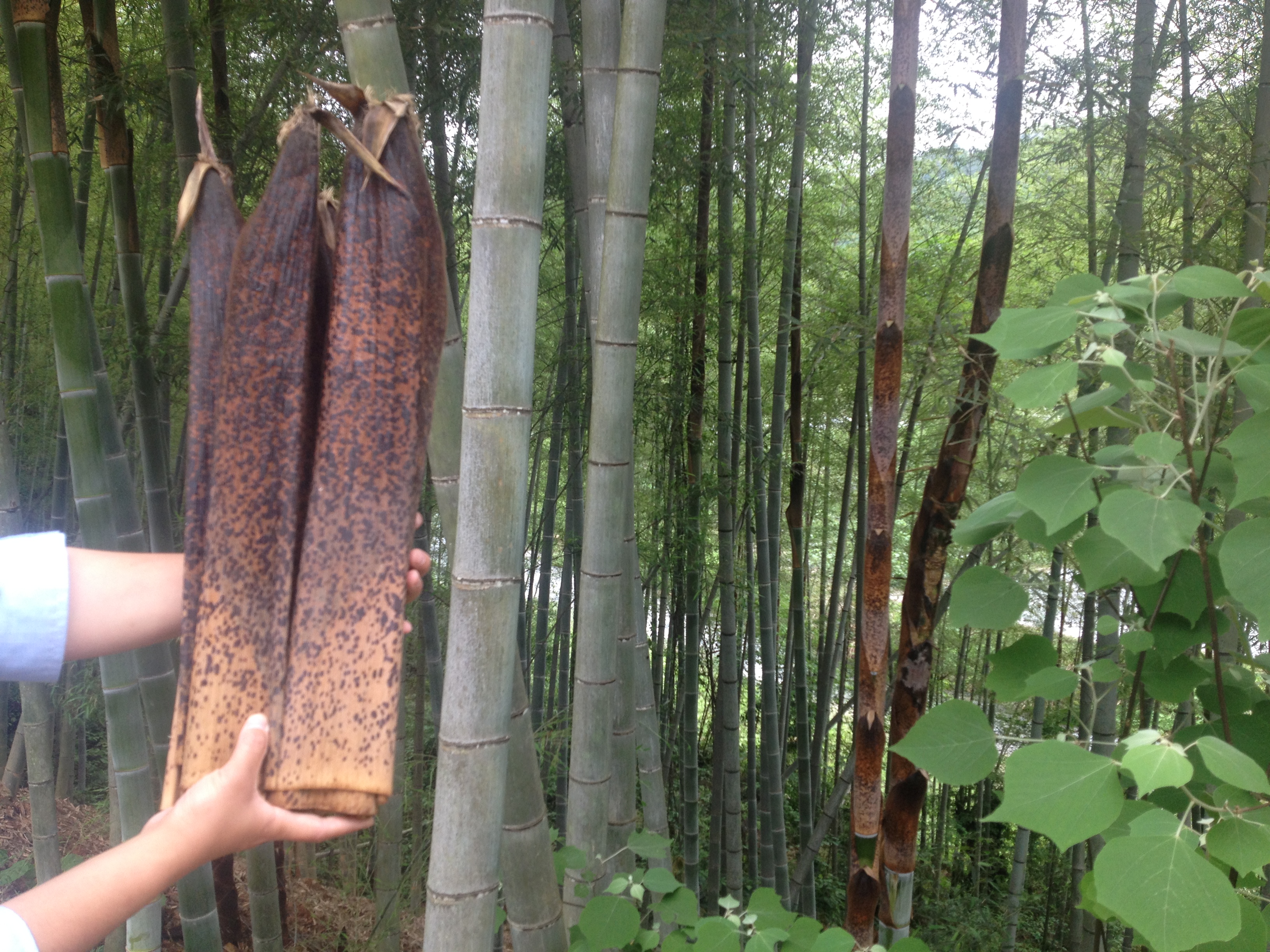 粽叶笋壳叶楠竹笋壳叶干粽叶粽子叶笋壳粽叶精选大叶笋壳包装叶在类目 粮油米面/南北干货/调味品, 南北干货/肉类干货, 干货/土特产, 其它中 - 来自Buy2taobao.com提供专业的淘宝代购服务