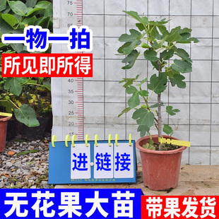 无花果树苗 格莱斯 青皮 芭劳奈 金傲芬四季结果盆栽地栽南北方种