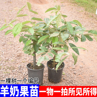 羊奶果苗羊奶果树苗胡颓子果树苗嫁接苗盆栽地载庭院阳台种