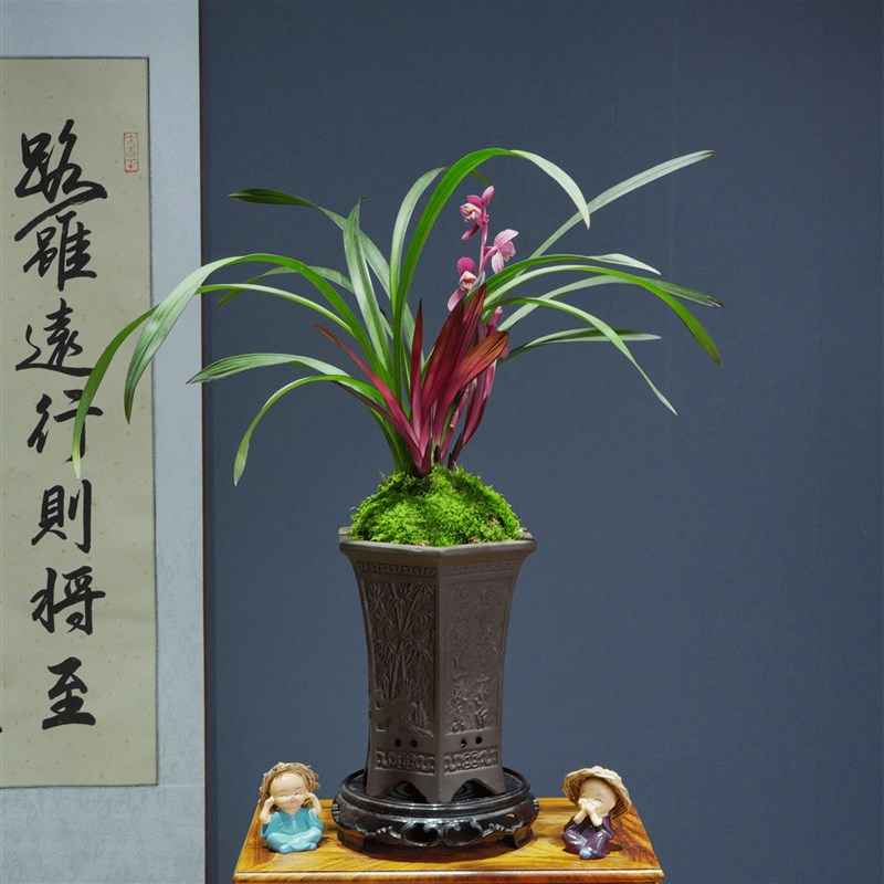 建兰[红草红荷]网红草精品兰花精美陶瓷盆种好好养活浓香型