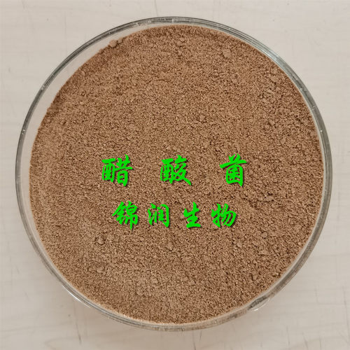 锦润厂家直供高活性 醋酸菌 果醋发酵菌500g装 中科1.41
