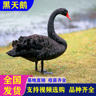 黑天鹅活苗一对纯种成年天鹅景区观赏出售人工养殖黑天鹅幼崽活体