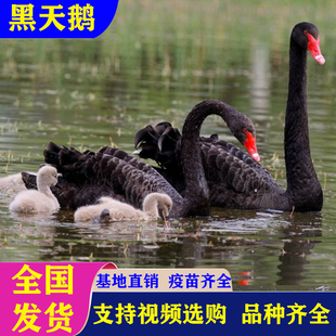 黑天鹅活苗幼崽一对动物园景区观赏养殖可孵化纯种成年黑天鹅活体