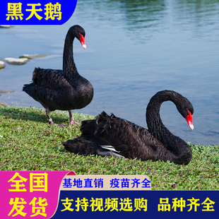 黑天鹅活体一对成年景区观赏人工养殖纯种黑天鹅幼崽活苗包活到家