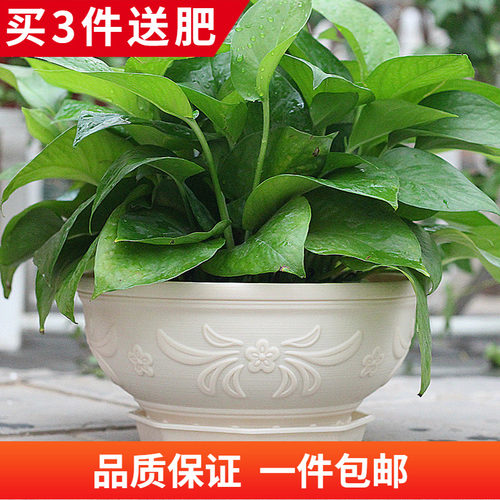 环保pp树脂欧式雕花园艺敞口绿萝