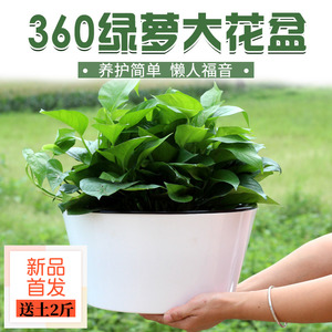 Làm vườn cung cấp 10 lỗ giống cây giống khối cây giống kết hợp đặc biệt hộp cây giống môi trường vườn ươm công cụ vườn ươm chau nhua