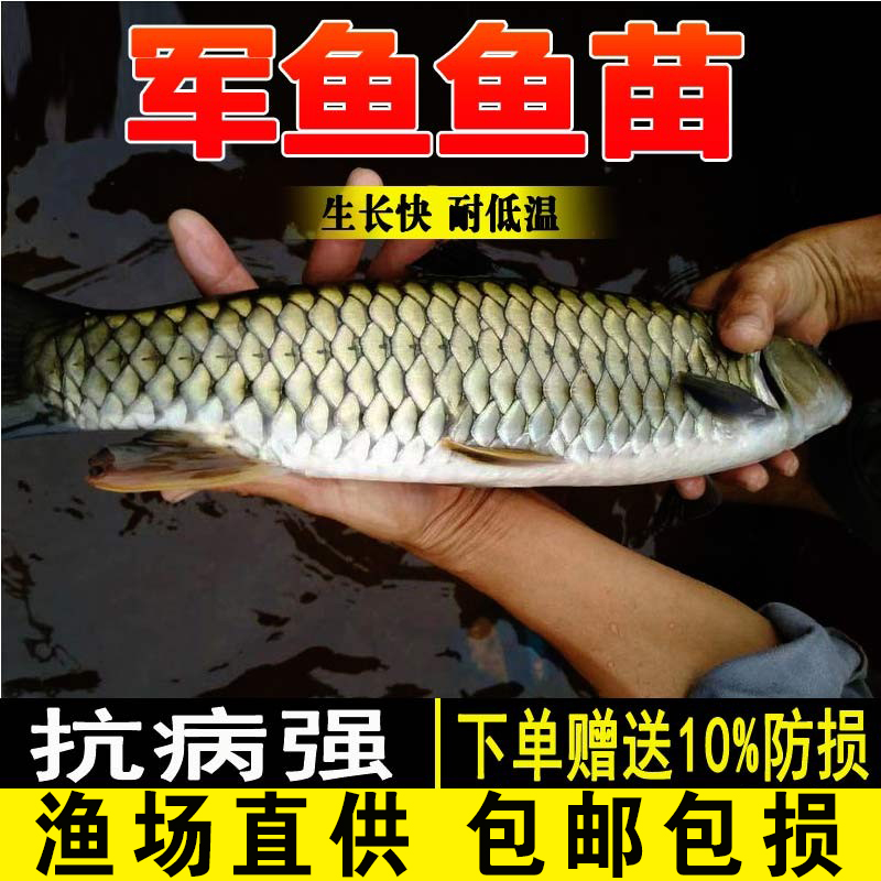 军鱼苗淡水养殖食用好养耐活鱼青竹皖鱼光倒刺鲃冷水观赏黄娟鱼苗