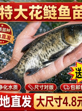 花鲢鱼苗淡水养殖食用鲜活体鱼胖头鲢鳙雄鱼特大头花白鲢鱼苗批发