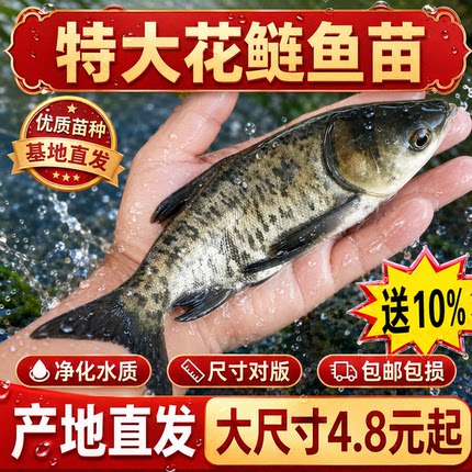 花鲢鱼苗淡水养殖食用鲜活体鱼胖头鲢鳙雄鱼特大头花白鲢鱼苗批发