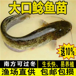 大口鲶鱼苗淡水养殖食用鲜活鱼二须胡子土鲶冷水鱼南方大口鲶鱼苗