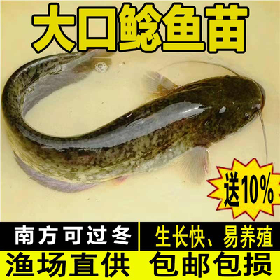 南方大口鲶鱼苗胡子鲶鱼鱼苗批发