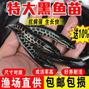 黑鱼苗淡水养殖食用好养耐活冷水凶猛路亚观赏鱼乌斑鳢生财乌鱼苗