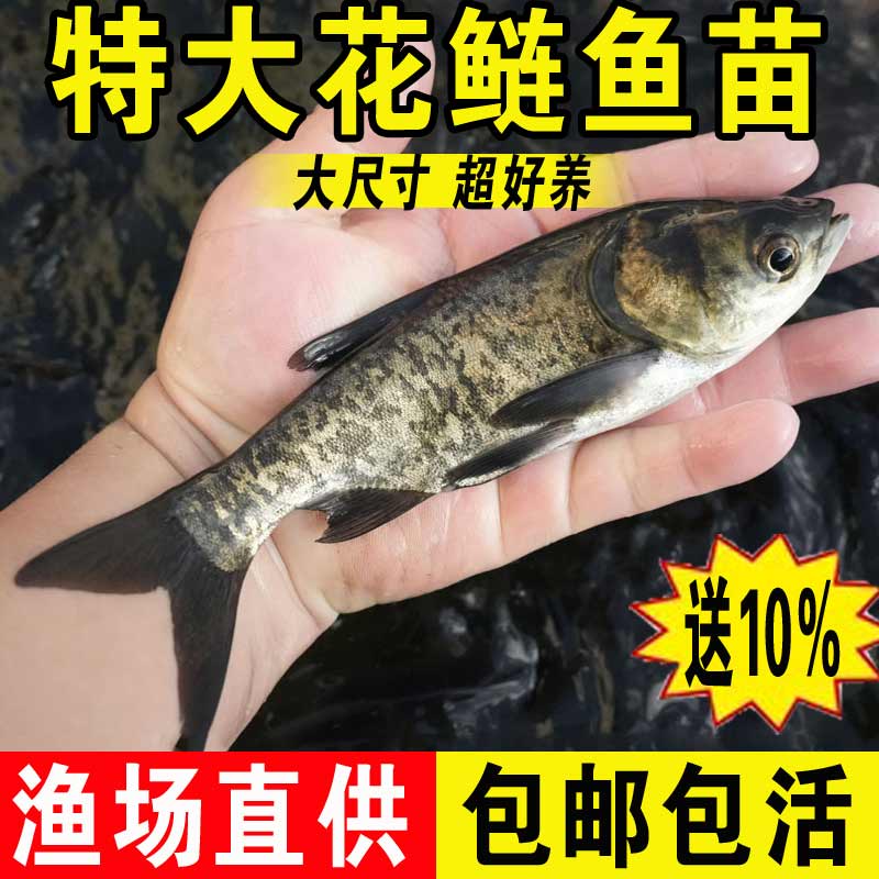 淡水养殖食用大头花鲢鱼苗批发