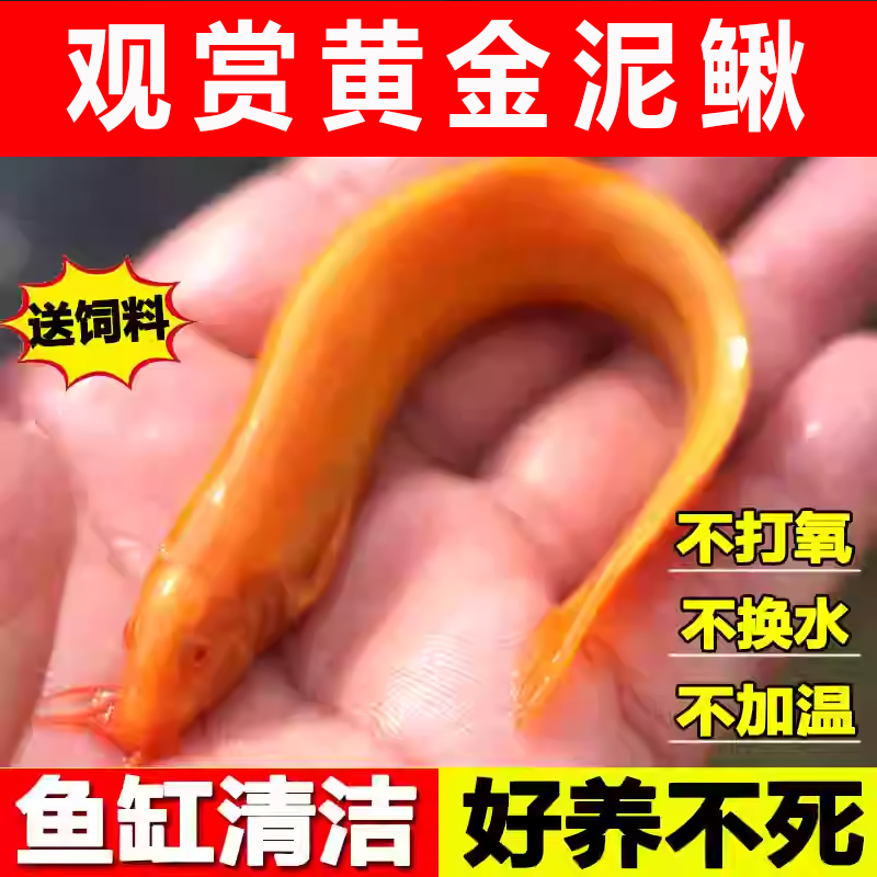 黄金泥鳅鱼缸清洁好养耐活泥鳅