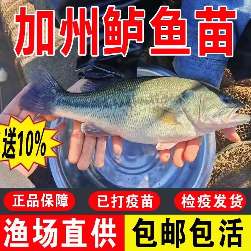 加州鲈鱼苗淡水特大活体鱼苗批发