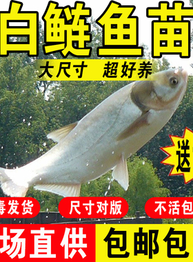 白鲢鱼苗淡水养殖食用活体冷水观赏鲢鳙跳鲢子胖大头花鲢鱼苗批发